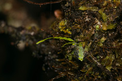 Stenogrammitis saffordii