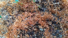 Adiantum jordanii image