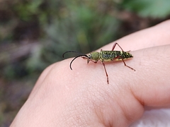 Ochraethes sulphurifer