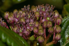 Hydrangea arguta