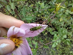 Ochraethes sulphurifer