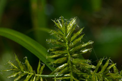 Cyperus meyenianus