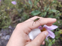 Ochraethes sulphurifer