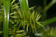 Cyperus meyenianus