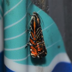 Thaumatographa jonesi