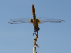Urothemis signata