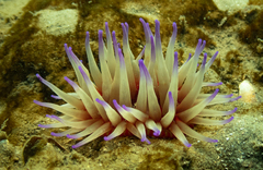 Epiactis australiensis