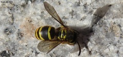 Vespula koreensis
