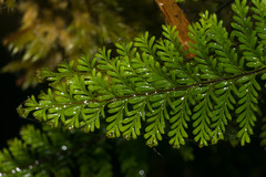 Adenophorus tamariscinus