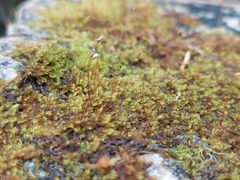 Campylophyllum halleri