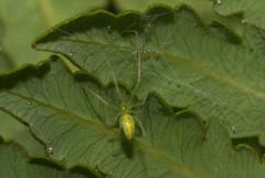 Tetragnatha polychromata