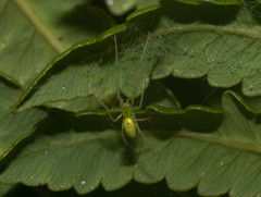 Tetragnatha polychromata