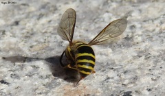 Vespula koreensis