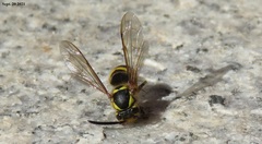 Vespula koreensis