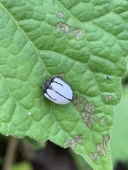 Epilachna nigrocincta