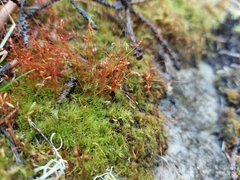 Leptobryum pyriforme