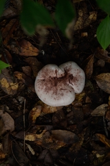 Agaricales