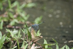 Diplacodes trivialis