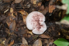 Agaricales
