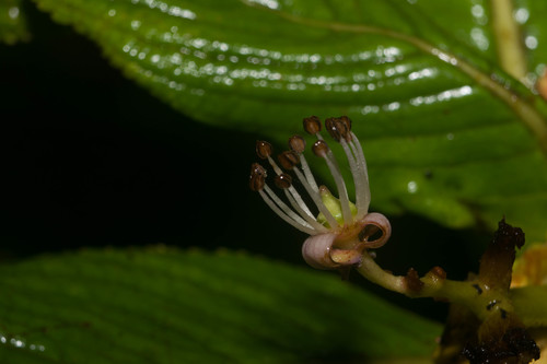 Hydrangea arguta