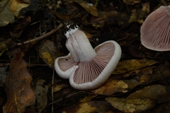 Agaricales