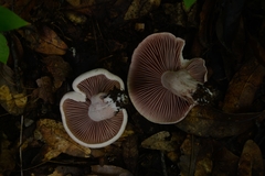 Agaricales