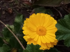 Calendula