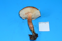 Tricholoma fulvum image
