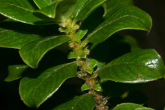 Coprosma ochracea