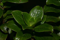 Coprosma ochracea