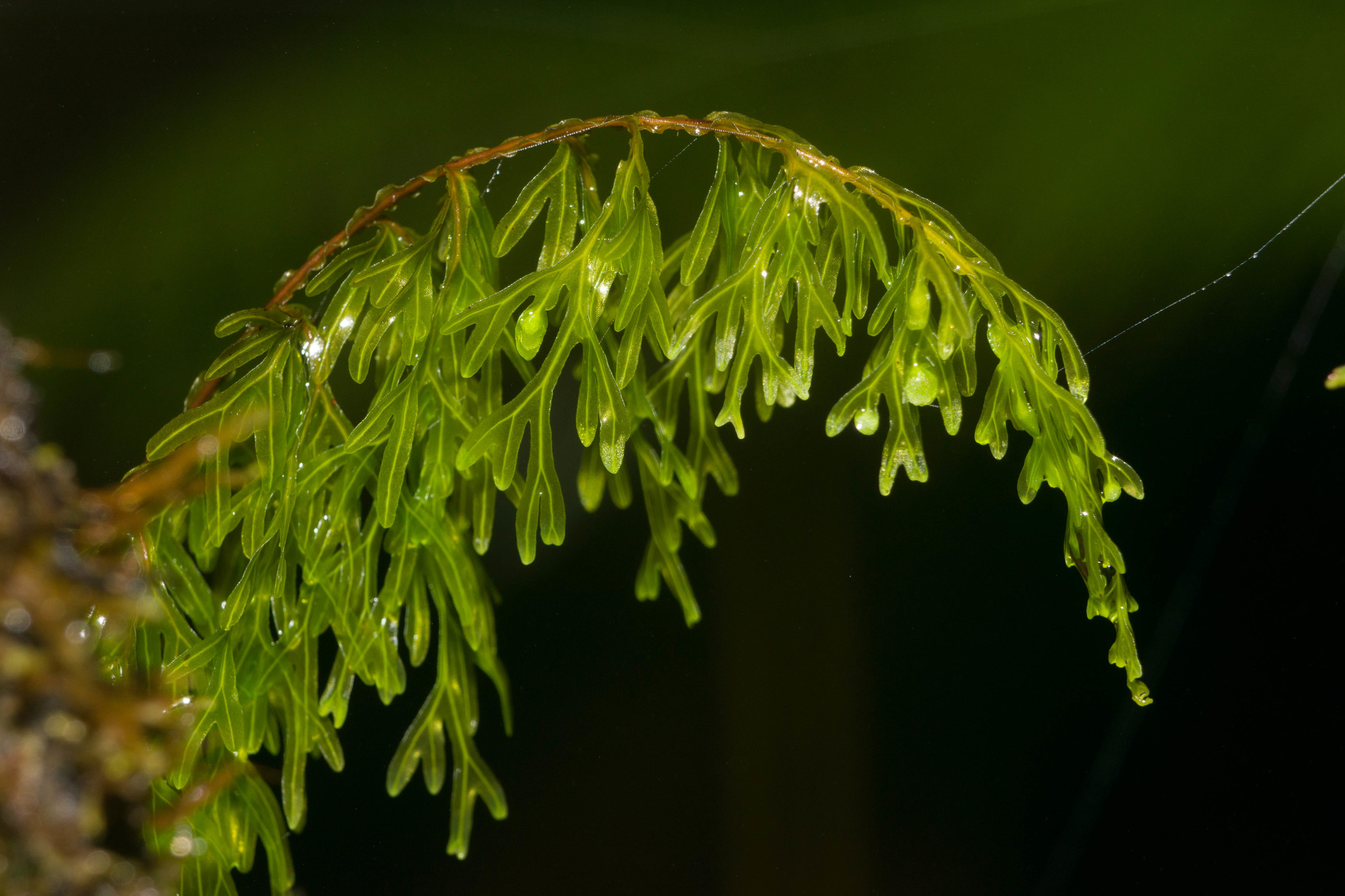 Hymenophyllum recurvum