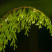 Hymenophyllum recurvum - Photo (c) Kevin Faccenda, μερικά δικαιώματα διατηρούνται (CC BY), uploaded by Kevin Faccenda