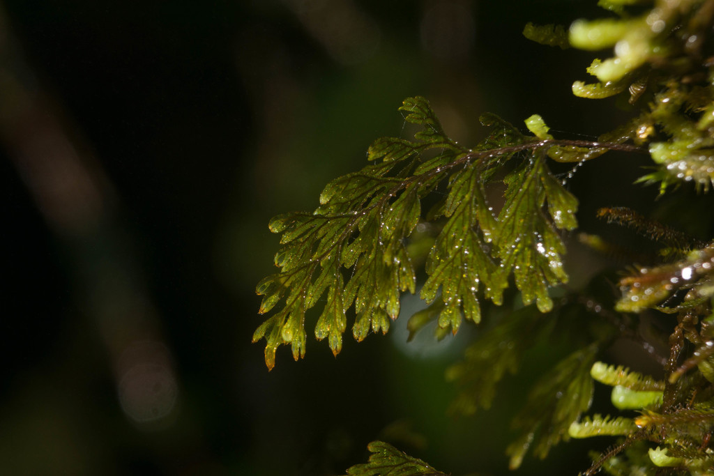 Hymenophyllum lanceolatum