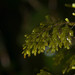 Hymenophyllum lanceolatum - Photo (c) Kevin Faccenda, μερικά δικαιώματα διατηρούνται (CC BY), uploaded by Kevin Faccenda