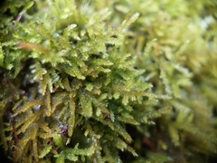 Eurhynchiastrum pulchellum