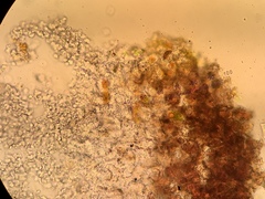Dictyocatenulata alba
