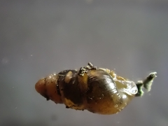 Tornatellinops