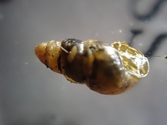 Tornatellinops
