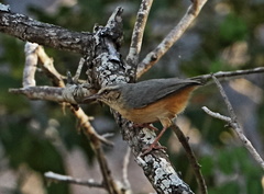 Sylvietta rufescens pallida