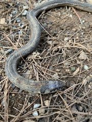 Thamnophis conanti