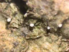 Dictyocatenulata alba