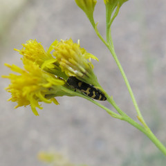 Acmaeodera alicia