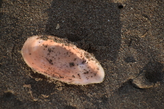Psammotella bertini