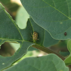 Taedia marmorata
