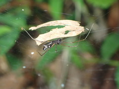 Neriene cavaleriei