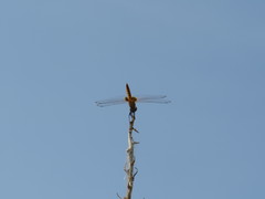 Urothemis signata