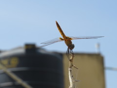 Urothemis signata