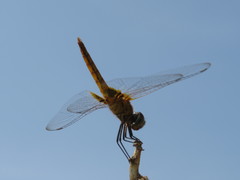 Urothemis signata
