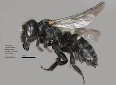 Hoplitis albifrons