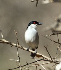 Black-Backed Puffback photo 6